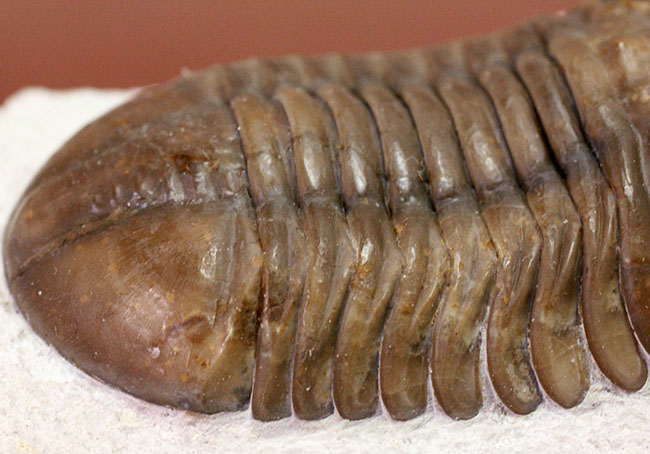 丁寧なクリーニングにご注目ください!ロシア産三葉虫、アサフス・ロブスタス(Asaphus robustus)(その11)