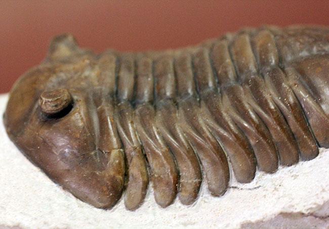丁寧なクリーニングにご注目ください!ロシア産三葉虫、アサフス・ロブスタス(Asaphus robustus)(その12)