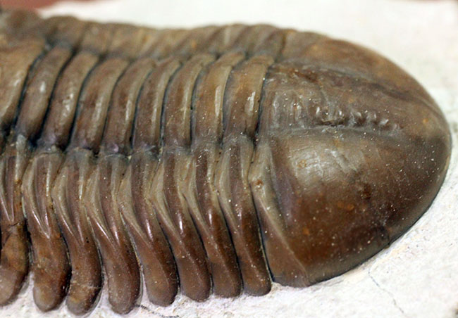 丁寧なクリーニングにご注目ください!ロシア産三葉虫、アサフス・ロブスタス(Asaphus robustus)(その13)