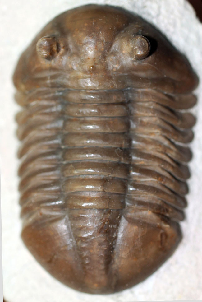 丁寧なクリーニングにご注目ください!ロシア産三葉虫、アサフス・ロブスタス(Asaphus robustus)(その14)