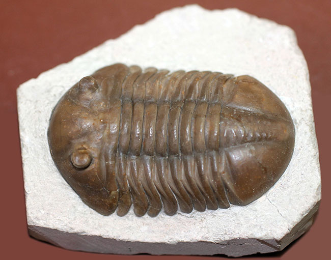 丁寧なクリーニングにご注目ください!ロシア産三葉虫、アサフス・ロブスタス(Asaphus robustus)(その15)