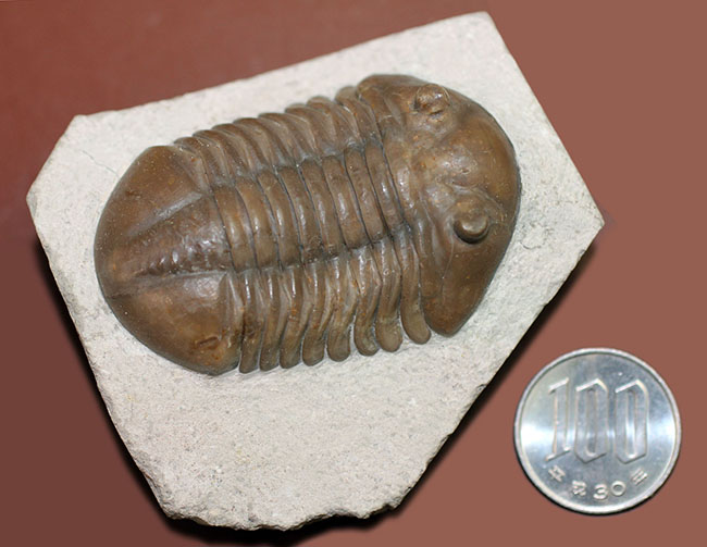 丁寧なクリーニングにご注目ください!ロシア産三葉虫、アサフス・ロブスタス(Asaphus robustus)(その16)