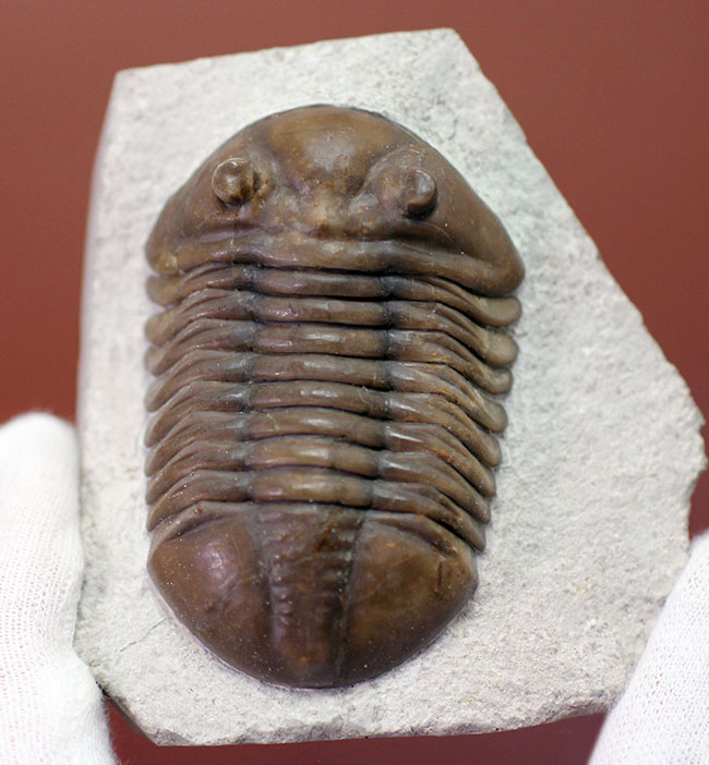 丁寧なクリーニングにご注目ください!ロシア産三葉虫、アサフス・ロブスタス(Asaphus robustus)(その2)