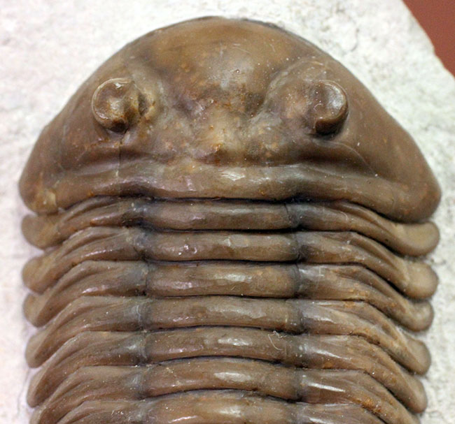 丁寧なクリーニングにご注目ください!ロシア産三葉虫、アサフス・ロブスタス(Asaphus robustus)(その3)