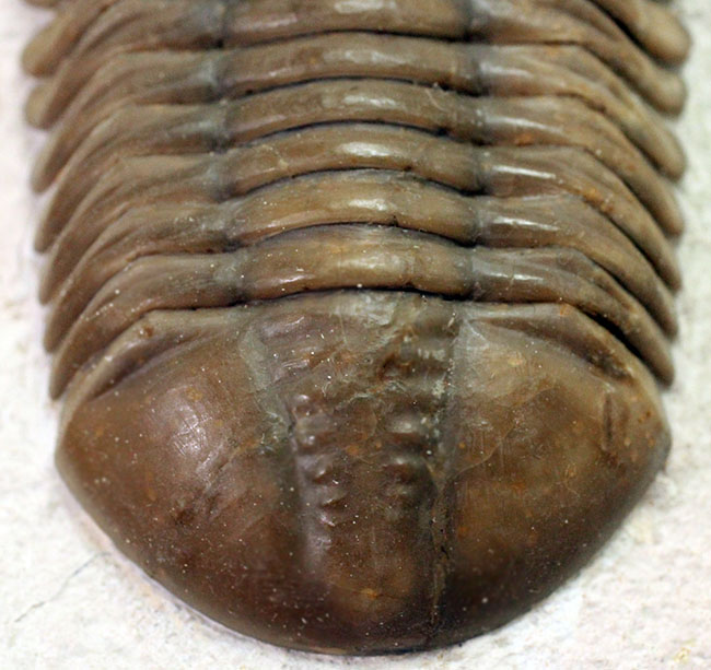 丁寧なクリーニングにご注目ください!ロシア産三葉虫、アサフス・ロブスタス(Asaphus robustus)(その4)