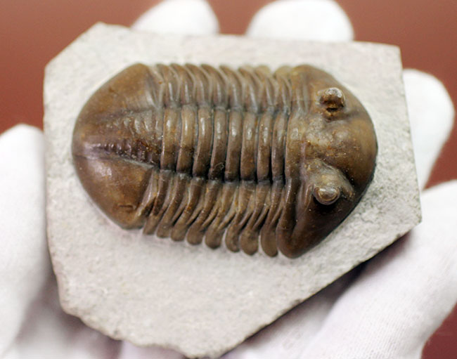 丁寧なクリーニングにご注目ください!ロシア産三葉虫、アサフス・ロブスタス(Asaphus robustus)(その5)