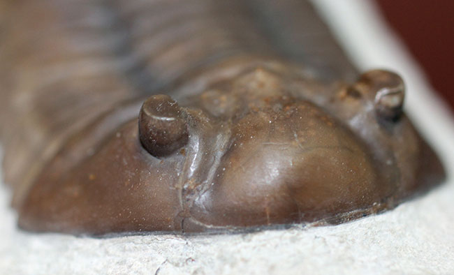 丁寧なクリーニングにご注目ください!ロシア産三葉虫、アサフス・ロブスタス(Asaphus robustus)(その7)