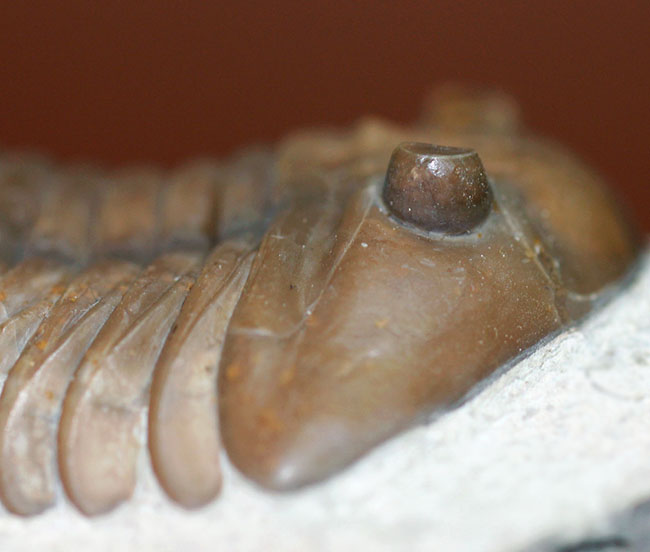 丁寧なクリーニングにご注目ください!ロシア産三葉虫、アサフス・ロブスタス(Asaphus robustus)(その8)