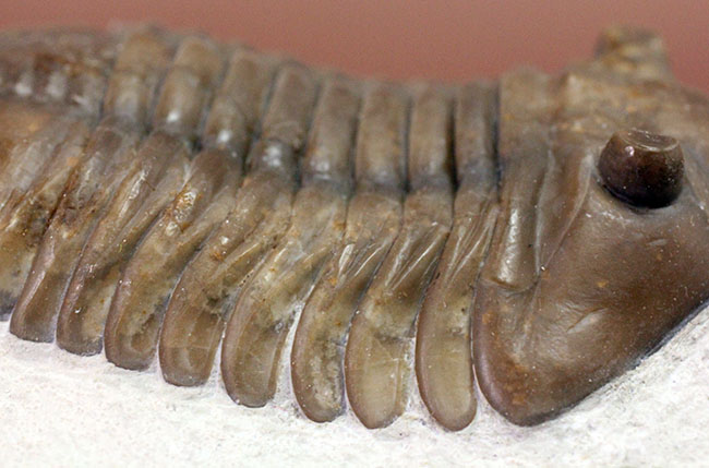 丁寧なクリーニングにご注目ください!ロシア産三葉虫、アサフス・ロブスタス(Asaphus robustus)(その9)
