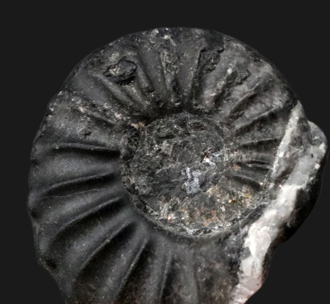 希少なオールドコレクション、黒色の殻が印象的な珍しいアンモナイト