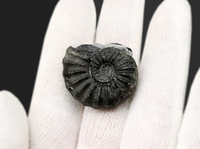 希少なオールドコレクション、黒色の殻が印象的な珍しいアンモナイト、ユーブラノセラス(Eubranoceras)の化石(その4)