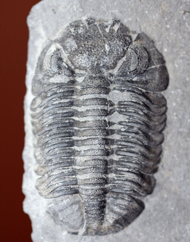 米国ニューヨーク産三葉虫、エルドレドゲオプス・ラナ(Eldredgeops rana)(その1)