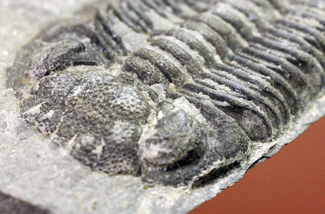 米国ニューヨーク産三葉虫、エルドレドゲオプス・ラナ(Eldredgeops rana)(その10)
