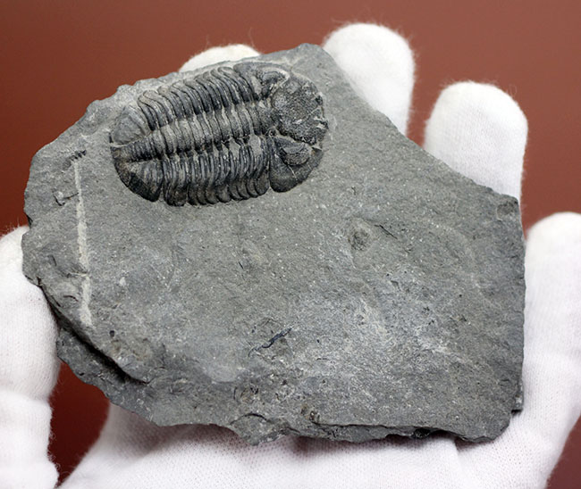 米国ニューヨーク産三葉虫、エルドレドゲオプス・ラナ(Eldredgeops rana)(その11)
