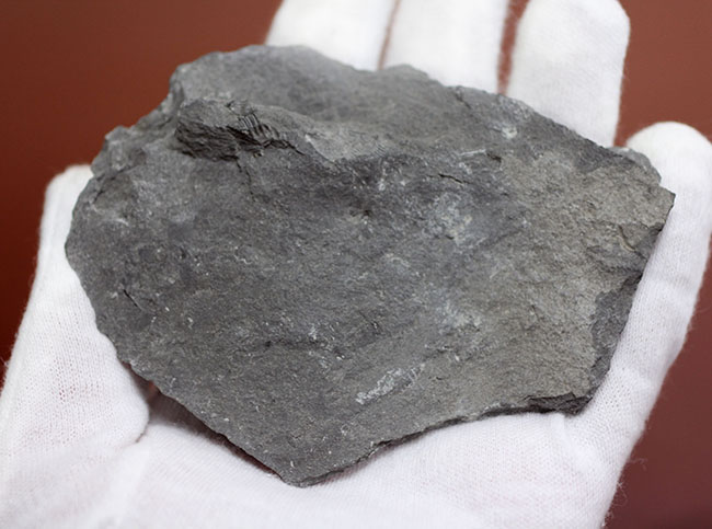 米国ニューヨーク産三葉虫、エルドレドゲオプス・ラナ(Eldredgeops rana)(その12)