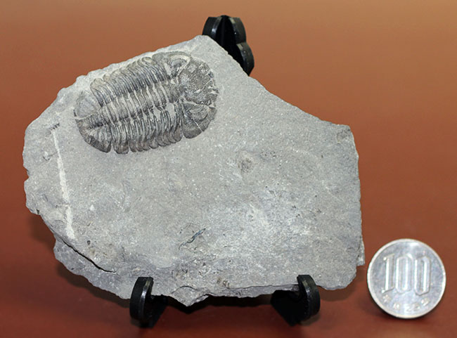 米国ニューヨーク産三葉虫、エルドレドゲオプス・ラナ(Eldredgeops rana)(その14)