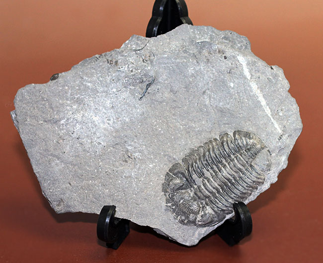 米国ニューヨーク産三葉虫、エルドレドゲオプス・ラナ(Eldredgeops rana)(その3)