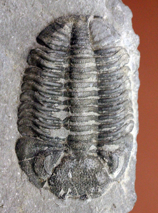 米国ニューヨーク産三葉虫、エルドレドゲオプス・ラナ(Eldredgeops rana)(その4)