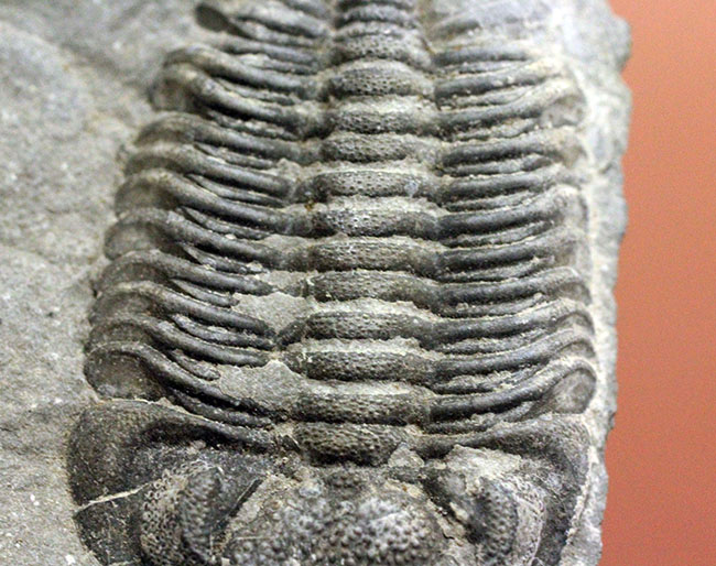 米国ニューヨーク産三葉虫、エルドレドゲオプス・ラナ(Eldredgeops rana)(その6)