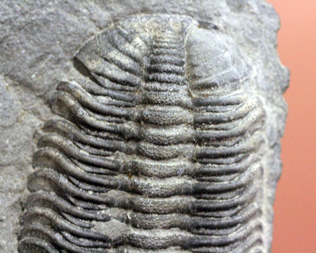 米国ニューヨーク産三葉虫、エルドレドゲオプス・ラナ(Eldredgeops rana)(その7)