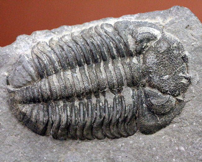 米国ニューヨーク産三葉虫、エルドレドゲオプス・ラナ(Eldredgeops rana)(その8)
