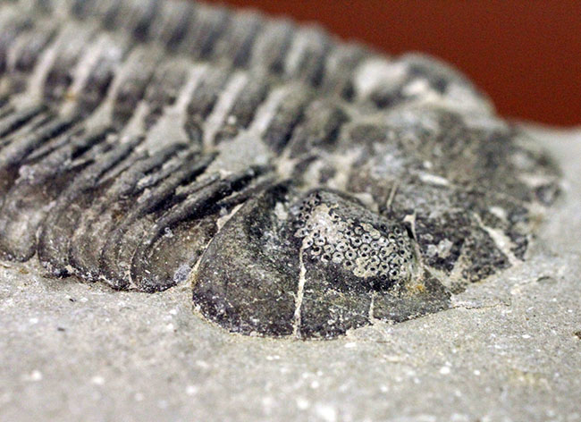米国ニューヨーク産三葉虫、エルドレドゲオプス・ラナ(Eldredgeops rana)(その9)