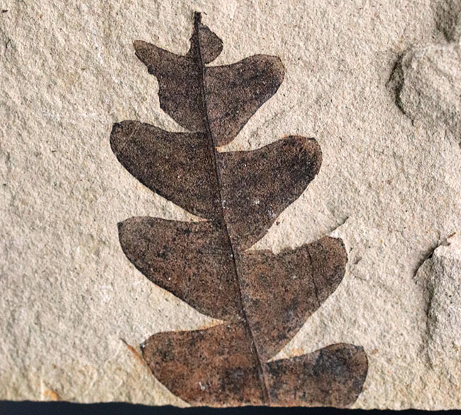 国産マニアック化石シリーズ!極めて状態良好!国産ナウマンヤマモモ(Comptoniphyllum naumanni)の葉化石(その3)