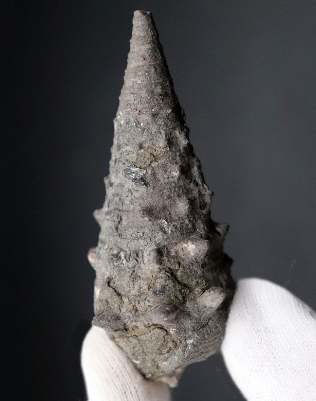 亜熱帯性気候を示す、代表的な示相化石!国産の絶滅巻き貝、ビカリア(Vicarya)の上質化石(その3)