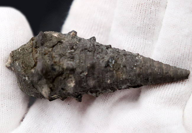 亜熱帯性気候を示す、代表的な示相化石!国産の絶滅巻き貝、ビカリア(Vicarya)の上質化石(その4)