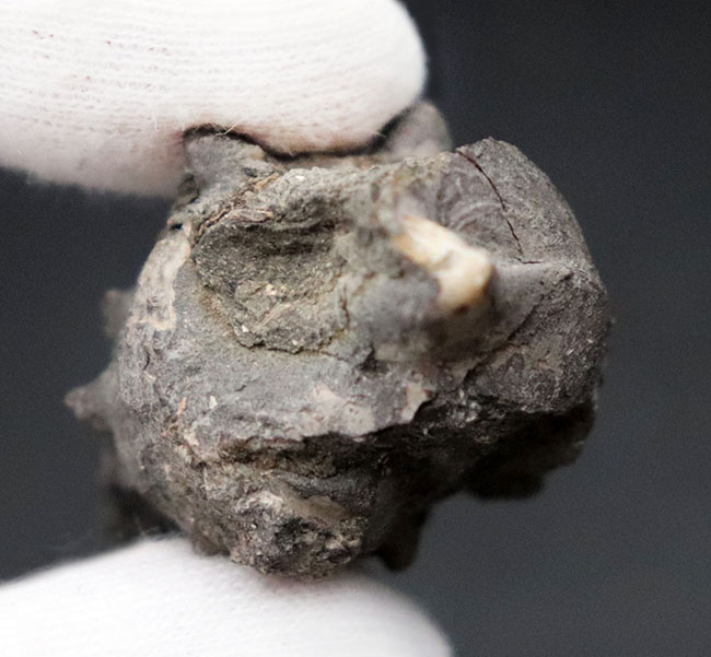 ビカリアの化石 ビカリア - Wikipedia
