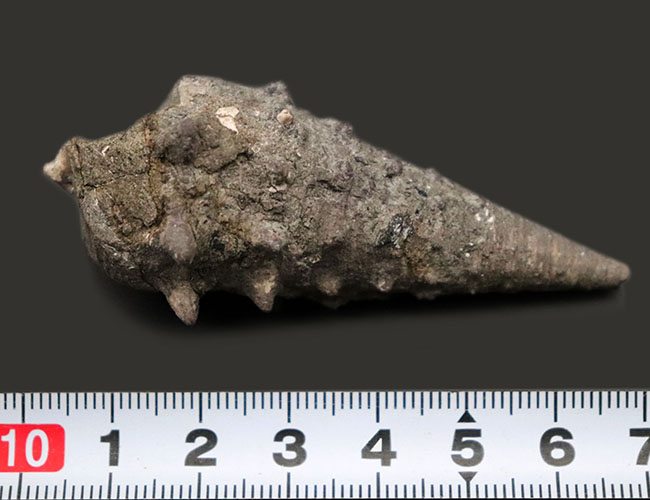 亜熱帯性気候を示す、代表的な示相化石!国産の絶滅巻き貝、ビカリア(Vicarya)の上質化石(その6)