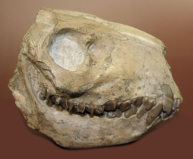 模式標本並の保存状態。その名に反して、反芻ができなかったメリコイドドンの頭骨化石(Merycoidodon culbertsoni)。（その1）
