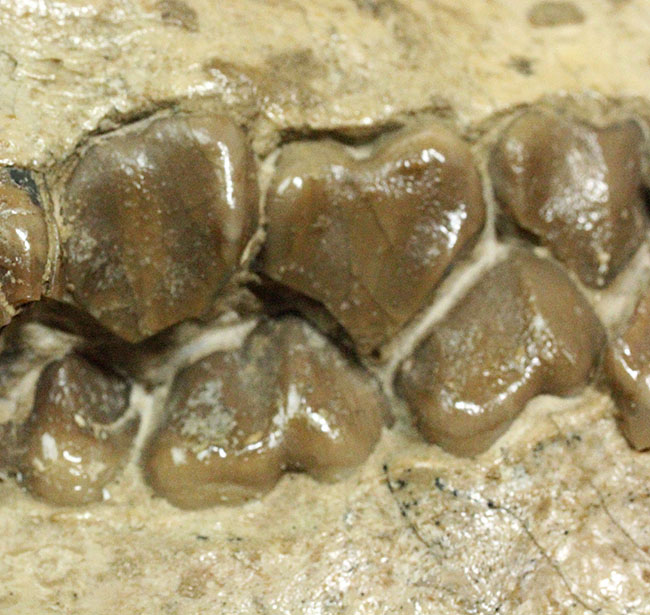 模式標本並の保存状態。その名に反して、反芻ができなかったメリコイドドンの頭骨化石(Merycoidodon culbertsoni)。（その12）