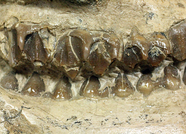 模式標本並の保存状態。その名に反して、反芻ができなかったメリコイドドンの頭骨化石(Merycoidodon culbertsoni)。（その13）