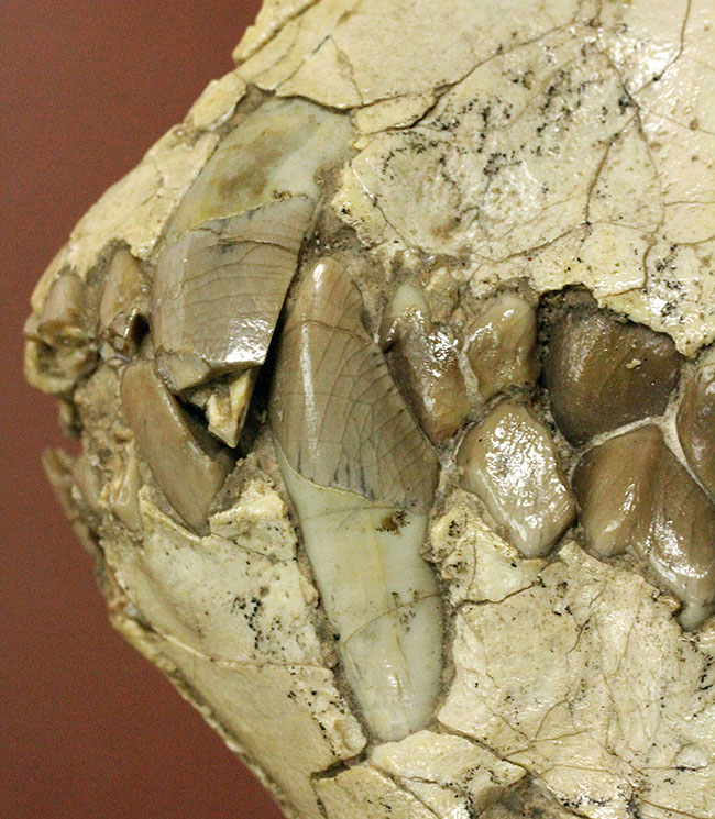 模式標本並の保存状態。その名に反して、反芻ができなかったメリコイドドンの頭骨化石(Merycoidodon culbertsoni)。（その16）