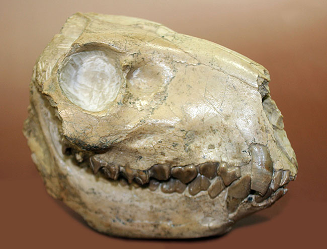 模式標本並の保存状態。その名に反して、反芻ができなかったメリコイドドンの頭骨化石(Merycoidodon culbertsoni)。（その18）
