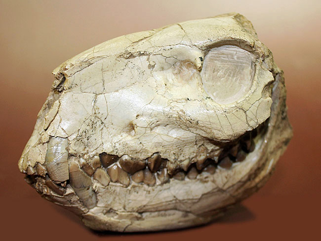 模式標本並の保存状態。その名に反して、反芻ができなかったメリコイドドンの頭骨化石(Merycoidodon culbertsoni)。（その2）