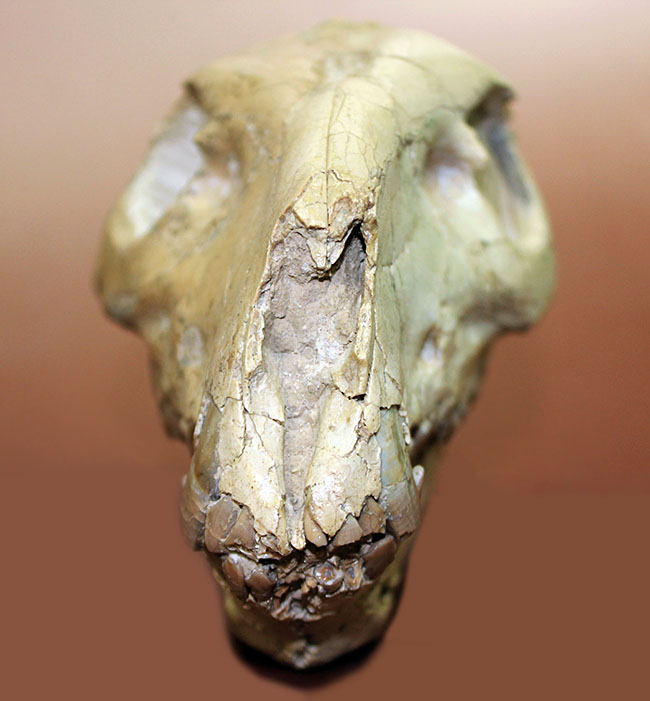 模式標本並の保存状態。その名に反して、反芻ができなかったメリコイドドンの頭骨化石(Merycoidodon culbertsoni)。（その3）