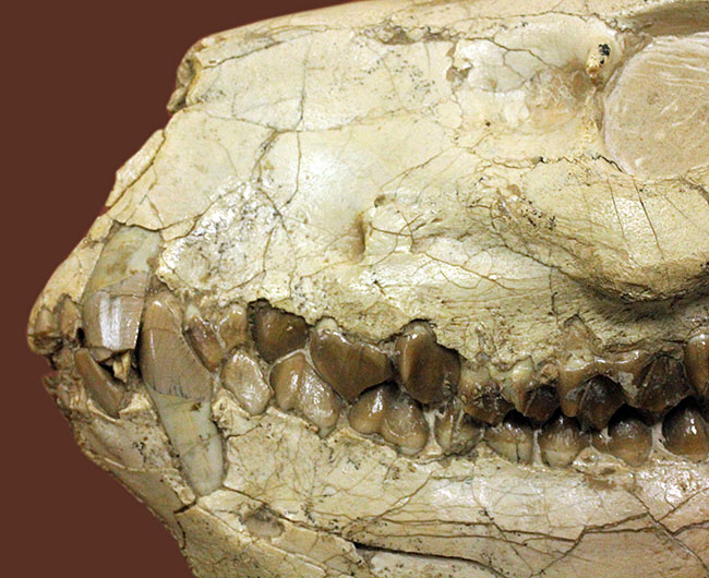 模式標本並の保存状態。その名に反して、反芻ができなかったメリコイドドンの頭骨化石(Merycoidodon culbertsoni)。（その4）