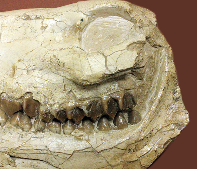 模式標本並の保存状態。その名に反して、反芻ができなかったメリコイドドンの頭骨化石(Merycoidodon culbertsoni)。（その5）