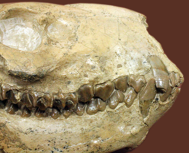 模式標本並の保存状態。その名に反して、反芻ができなかったメリコイドドンの頭骨化石(Merycoidodon culbertsoni)。（その6）