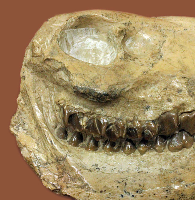 模式標本並の保存状態。その名に反して、反芻ができなかったメリコイドドンの頭骨化石(Merycoidodon culbertsoni)。（その7）