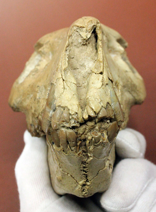 模式標本並の保存状態。その名に反して、反芻ができなかったメリコイドドンの頭骨化石(Merycoidodon culbertsoni)。（その8）
