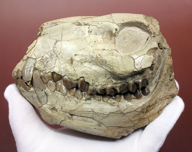 模式標本並の保存状態。その名に反して、反芻ができなかったメリコイドドンの頭骨化石(Merycoidodon culbertsoni)。（その9）