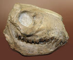 模式標本並の保存状態。その名に反して、反芻ができなかったメリコイドドンの頭骨化石(Merycoidodon culbertsoni)。