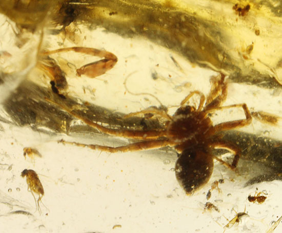 虫の巣窟！クモ他、沢山の虫が多数内包された、マダガスカル産虫入りコーパル/新生代（6500万年前 -- 現在）【ot1094】