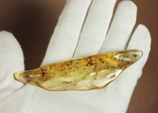 虫の巣窟!クモ他、沢山の虫が多数内包された、マダガスカル産虫入りコーパル(その10)