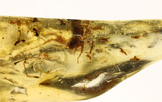 虫の巣窟!クモ他、沢山の虫が多数内包された、マダガスカル産虫入りコーパル(その12)