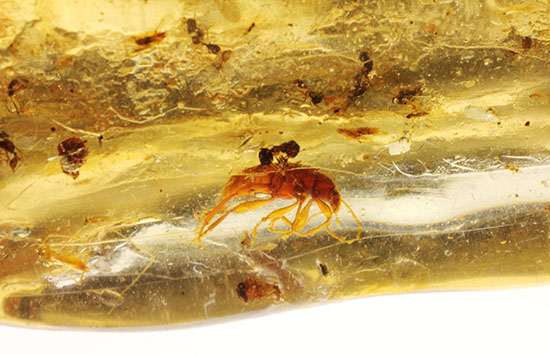 虫の巣窟!クモ他、沢山の虫が多数内包された、マダガスカル産虫入りコーパル(その14)