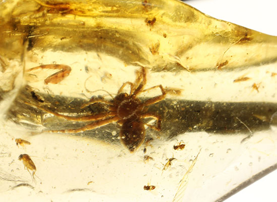 虫の巣窟!クモ他、沢山の虫が多数内包された、マダガスカル産虫入りコーパル(その15)